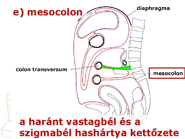 e) mesocolon a haránt vastagbél és a szigmabél hashártya kettőzete 
