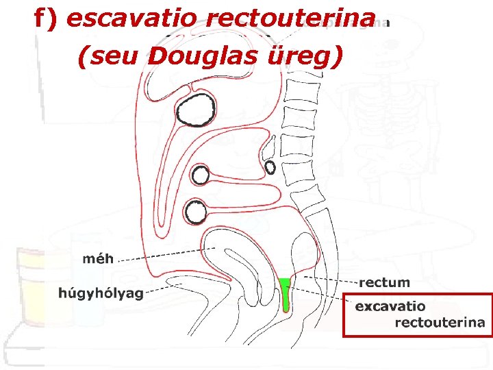 f) escavatio rectouterina (seu Douglas üreg) 
