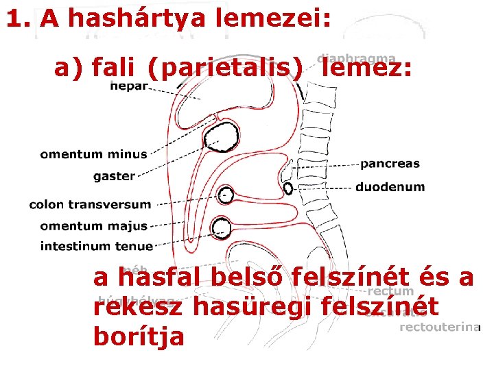 1. A hashártya lemezei: a) fali (parietalis) lemez: a hasfal belső felszínét és a