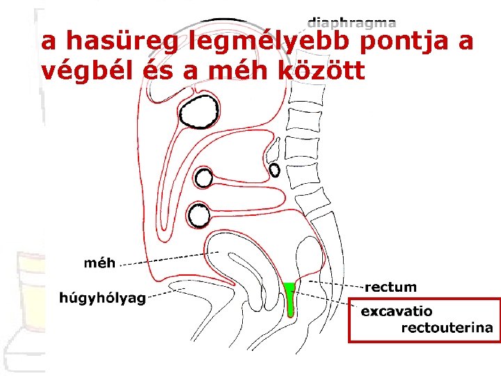 a hasüreg legmélyebb pontja a végbél és a méh között 
