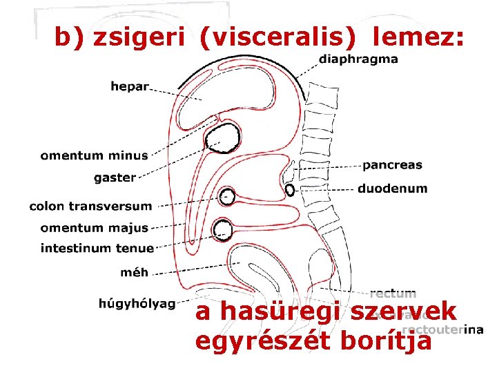 b) zsigeri (visceralis) lemez: a hasüregi szervek egyrészét borítja 