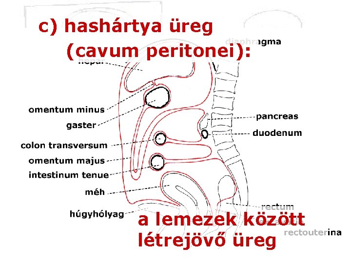 c) hashártya üreg (cavum peritonei): a lemezek között létrejövő üreg 
