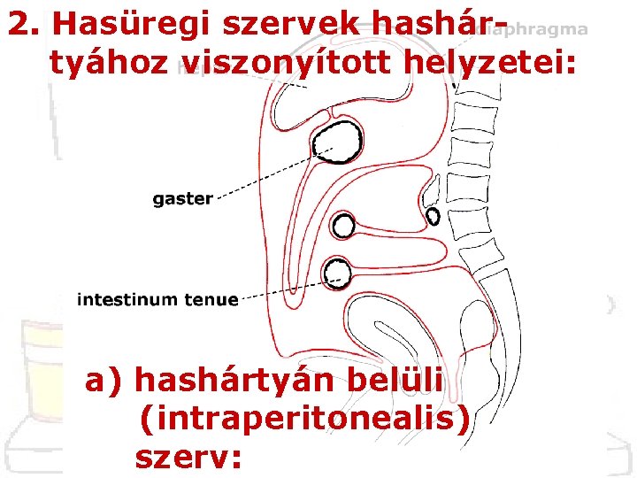 2. Hasüregi szervek hashártyához viszonyított helyzetei: a) hashártyán belüli (intraperitonealis) szerv: 