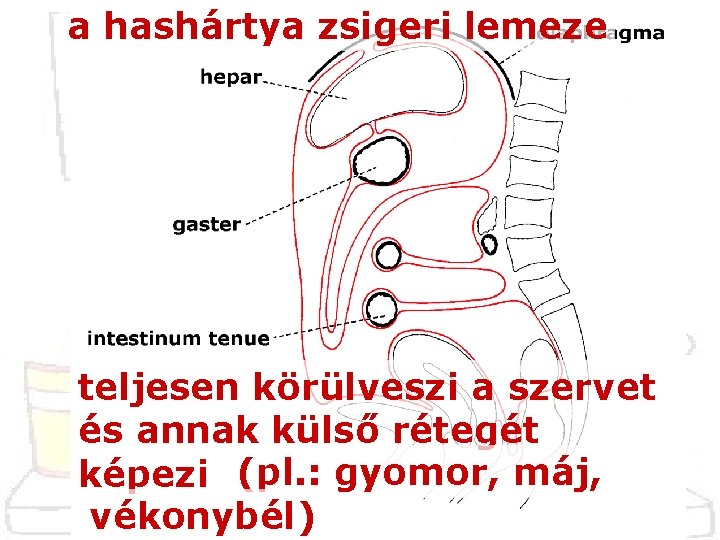 a hashártya zsigeri lemeze teljesen körülveszi a szervet és annak külső rétegét képezi (pl.