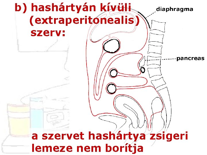 b) hashártyán kívüli (extraperitonealis) szerv: a szervet hashártya zsigeri lemeze nem borítja 