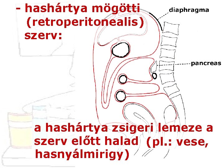 - hashártya mögötti (retroperitonealis) szerv: a hashártya zsigeri lemeze a szerv előtt halad (pl.