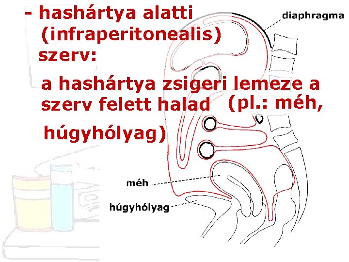 - hashártya alatti (infraperitonealis) szerv: a hashártya zsigeri lemeze a szerv felett halad (pl.