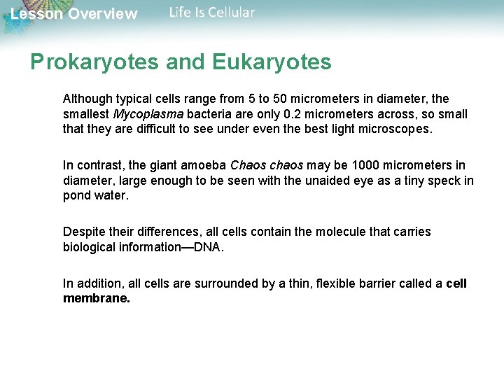 Lesson Overview Life Is Cellular Prokaryotes and Eukaryotes Although typical cells range from 5