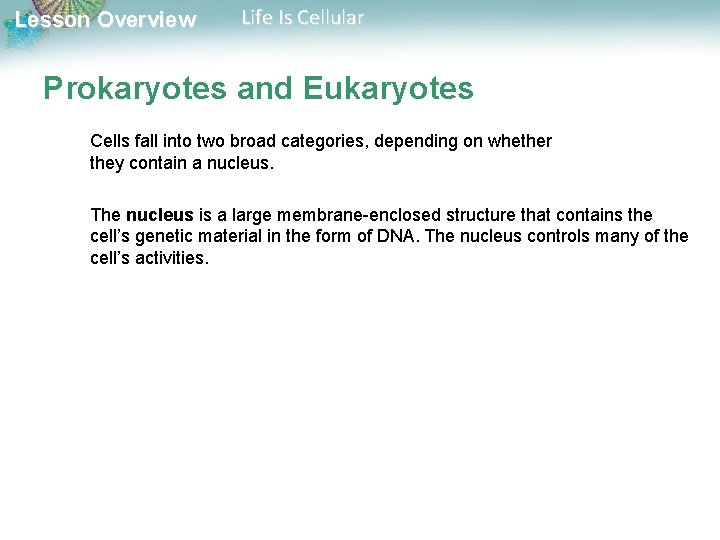 Lesson Overview Life Is Cellular Prokaryotes and Eukaryotes Cells fall into two broad categories,