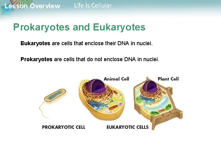 Lesson Overview Life Is Cellular Prokaryotes and Eukaryotes are cells that enclose their DNA