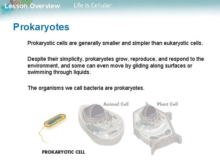 Lesson Overview Life Is Cellular Prokaryotes Prokaryotic cells are generally smaller and simpler than