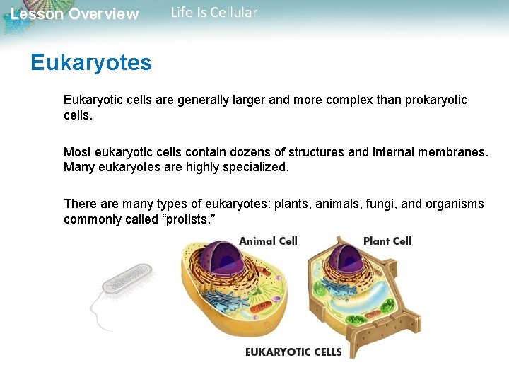 Lesson Overview Life Is Cellular Eukaryotes Eukaryotic cells are generally larger and more complex