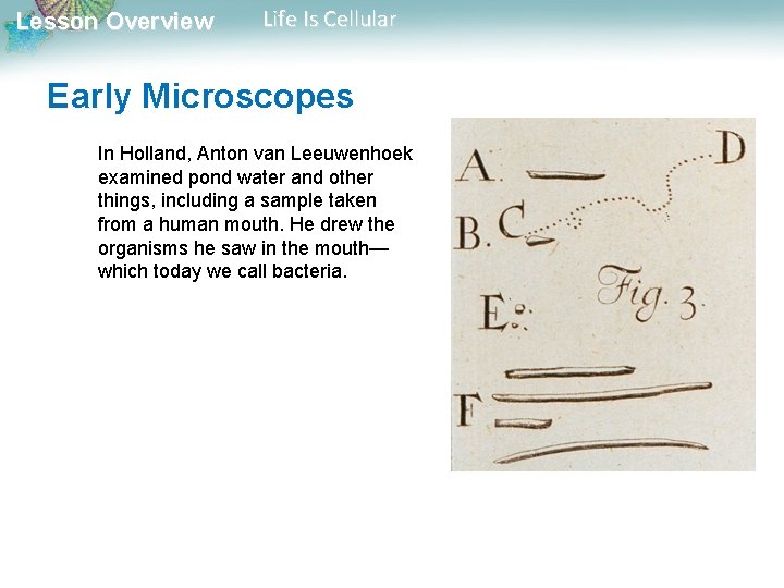 Lesson Overview Life Is Cellular Early Microscopes In Holland, Anton van Leeuwenhoek examined pond