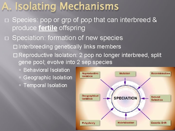 A. Isolating Mechanisms � � Species: pop or grp of pop that can interbreed
