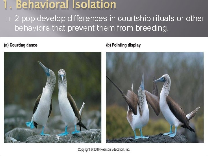 1. Behavioral Isolation � 2 pop develop differences in courtship rituals or other behaviors