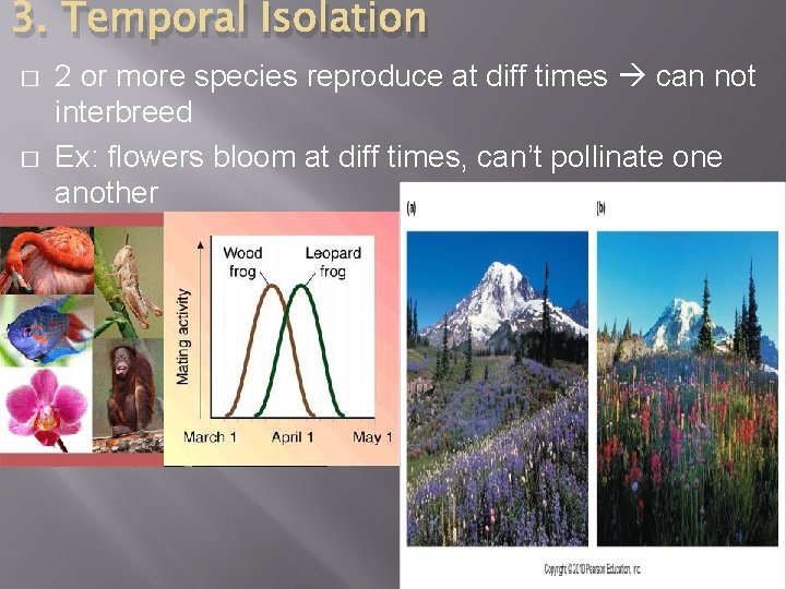 3. Temporal Isolation � � 2 or more species reproduce at diff times can