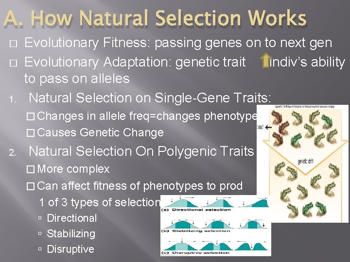 A. How Natural Selection Works � � 1. Evolutionary Fitness: passing genes on to