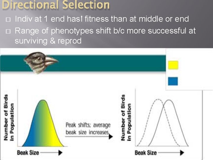 Directional Selection � � Indiv at 1 end has fitness than at middle or