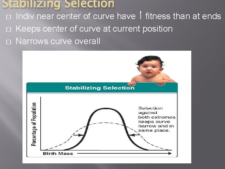 Stabilizing Selection � � � Indiv near center of curve have fitness than at