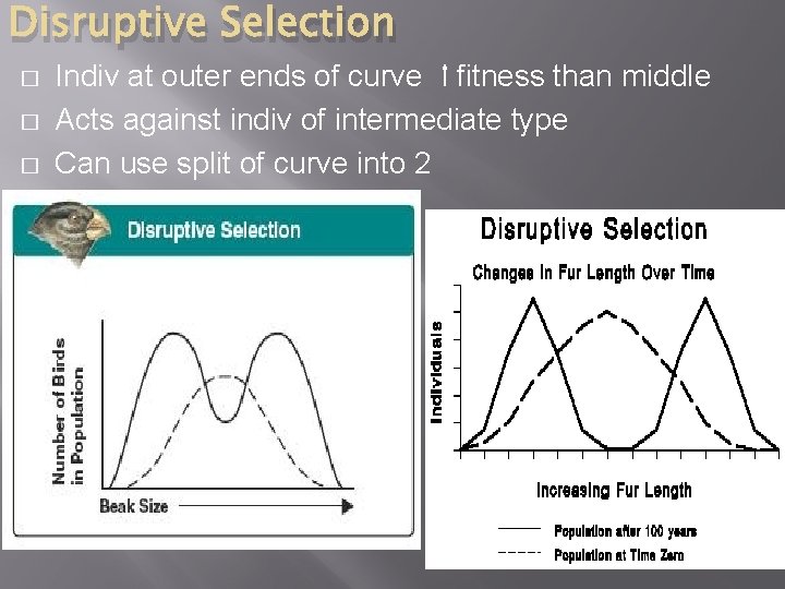Disruptive Selection � � � Indiv at outer ends of curve fitness than middle
