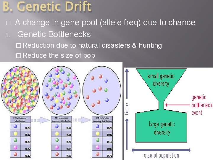B. Genetic Drift � 1. A change in gene pool (allele freq) due to