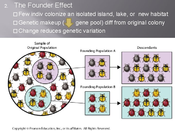 2. The Founder Effect � Few indiv colonize an isolated island, lake, or new