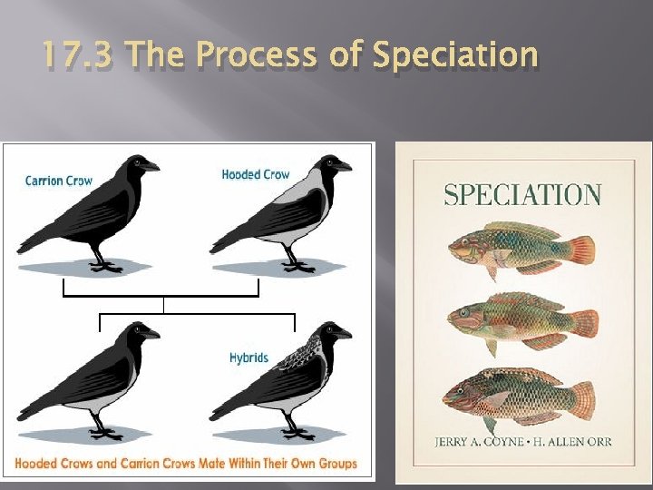 17. 3 The Process of Speciation 