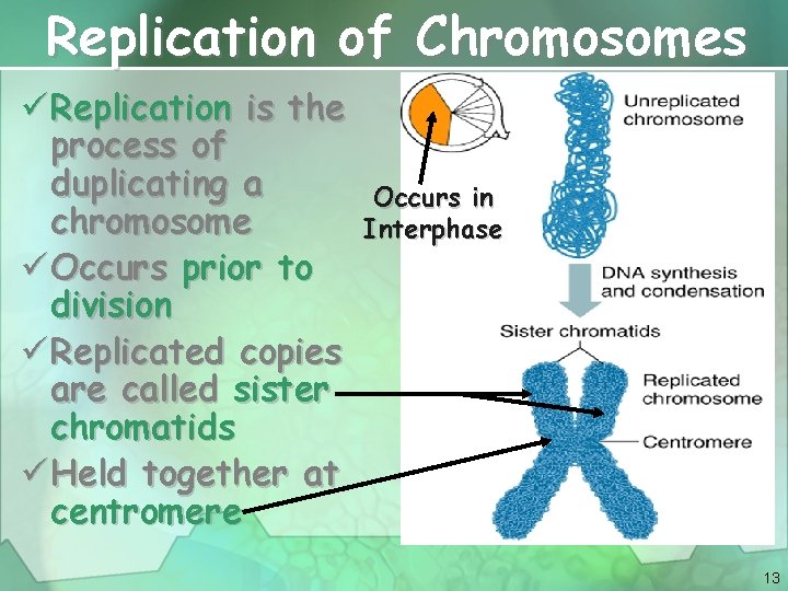 Replication of Chromosomes ü Replication is the process of duplicating a chromosome ü Occurs