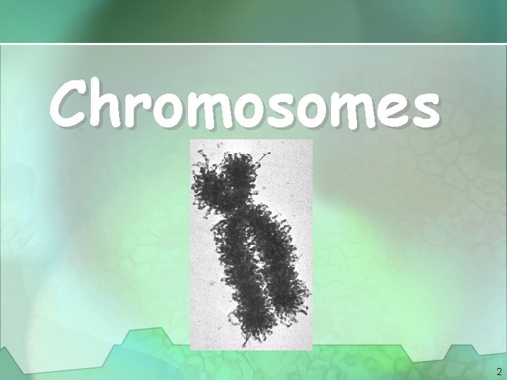 Chromosomes 2 