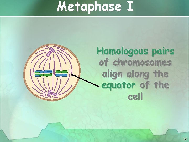 Metaphase I Homologous pairs of chromosomes align along the equator of the cell 23