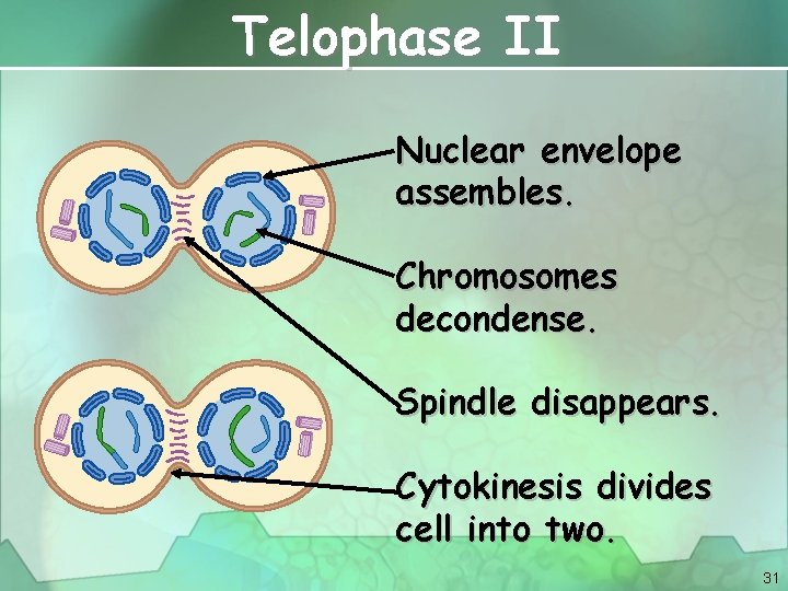 Telophase II Nuclear envelope assembles. Chromosomes decondense. Spindle disappears. Cytokinesis divides cell into two.