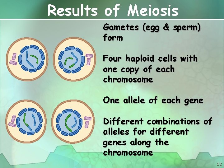 Results of Meiosis Gametes (egg & sperm) form Four haploid cells with one copy