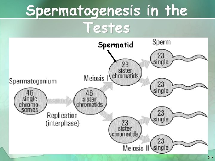 Spermatogenesis in the Testes Spermatid 35 