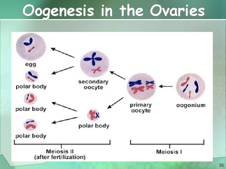 Oogenesis in the Ovaries 38 