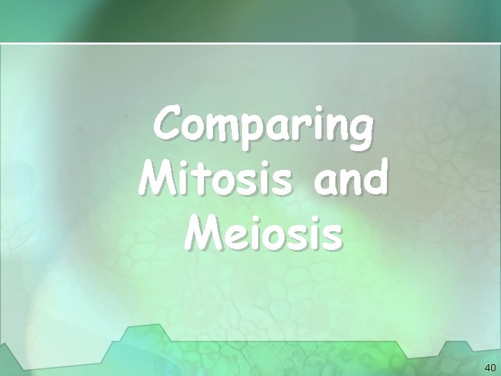 Comparing Mitosis and Meiosis 40 