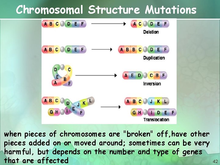 Chromosomal Structure Mutations when pieces of chromosomes are "broken" off, have other pieces added