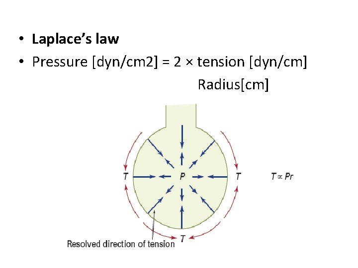  • Laplace’s law • Pressure [dyn/cm 2] = 2 × tension [dyn/cm] Radius[cm]