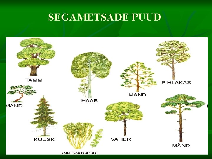 SEGAMETSADE PUUD 