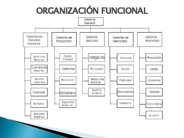 ORGANIZACIÓN FUNCIONAL 