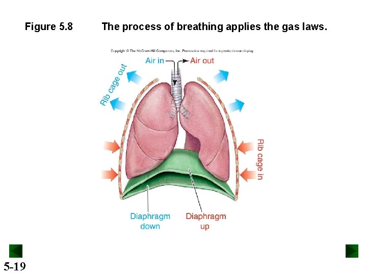 Figure 5. 8 5 -19 The process of breathing applies the gas laws. 