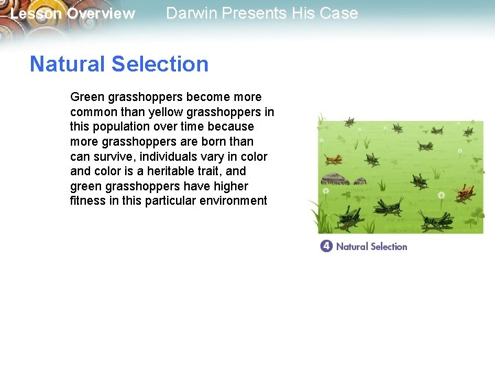 Lesson Overview Darwin Presents His Case Natural Selection Green grasshoppers become more common than