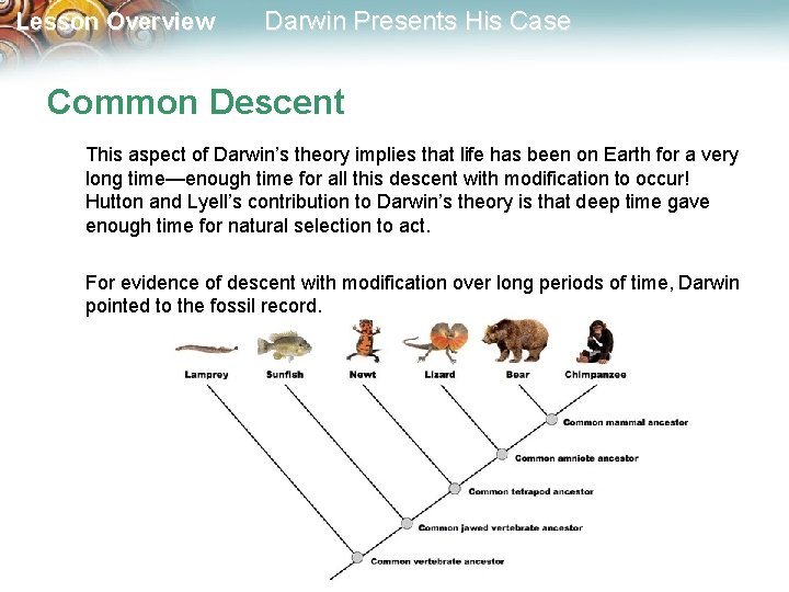 Lesson Overview Darwin Presents His Case Common Descent This aspect of Darwin’s theory implies