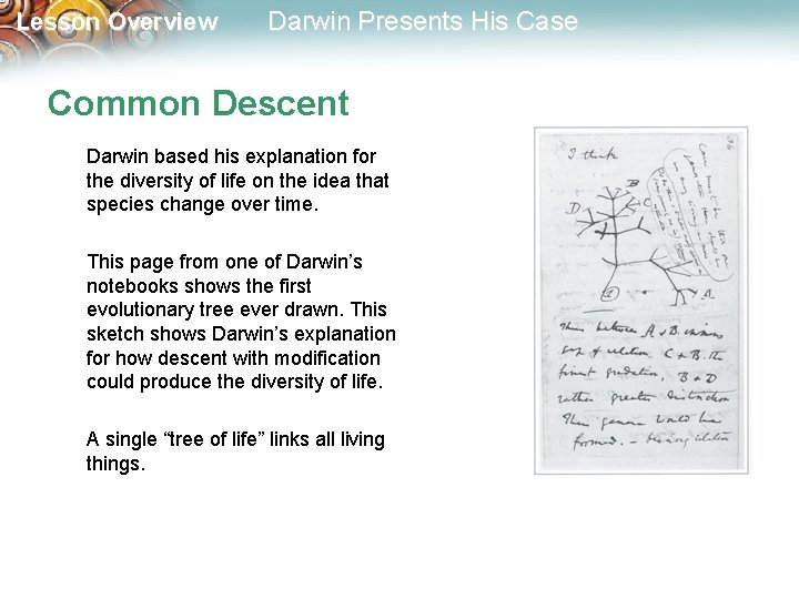 Lesson Overview Darwin Presents His Case Common Descent Darwin based his explanation for the