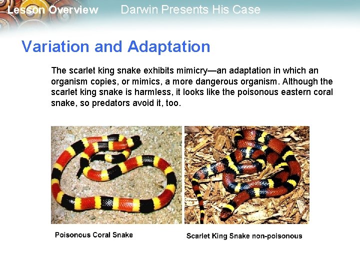 Lesson Overview Darwin Presents His Case Variation and Adaptation The scarlet king snake exhibits