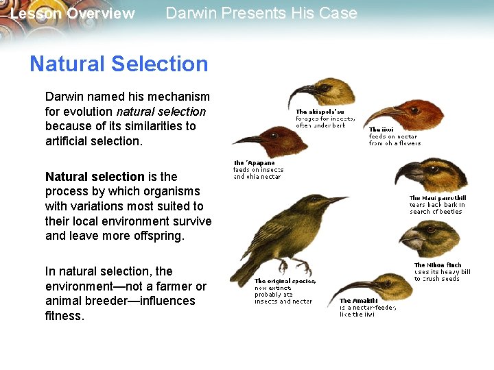 Lesson Overview Darwin Presents His Case Natural Selection Darwin named his mechanism for evolution