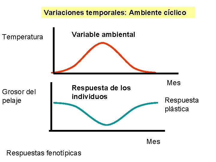 Variaciones temporales: Ambiente cíclico Temperatura Grosor del pelaje Variable ambiental Mes Respuesta de los Variaciones temporales: Ambiente cíclico Temperatura Grosor del pelaje Variable ambiental Mes Respuesta de los