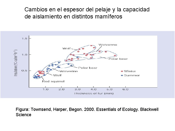 Cambios en el espesor del pelaje y la capacidad de aislamiento en distintos mamíferos Cambios en el espesor del pelaje y la capacidad de aislamiento en distintos mamíferos