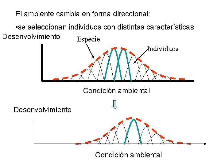 El ambiente cambia en forma direccional: • se seleccionan individuos con distintas características Desenvolvimiento El ambiente cambia en forma direccional: • se seleccionan individuos con distintas características Desenvolvimiento