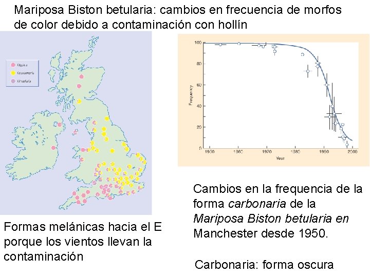 Mariposa Biston betularia: cambios en frecuencia de morfos de color debido a contaminación con Mariposa Biston betularia: cambios en frecuencia de morfos de color debido a contaminación con