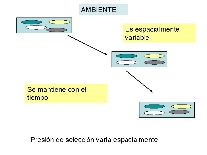AMBIENTE Es espacialmente variable Se mantiene con el tiempo Presión de selección varía espacialmente AMBIENTE Es espacialmente variable Se mantiene con el tiempo Presión de selección varía espacialmente